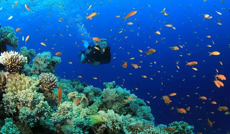 Türkiye’nin En İyi Dalış Noktaları: Sualtında Gizli Cennetler