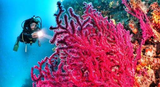 Türkiye’nin En İyi Dalış Noktaları: Sualtında Gizli Cennetler