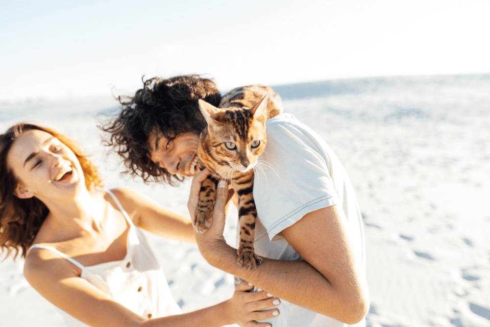 Kedi ile Tatile Çıkmak: Patili Tatil