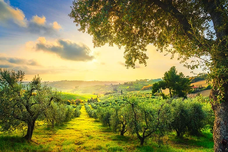 Binlerce Yıllık Miras: Zeytin ve Zeytinyağı