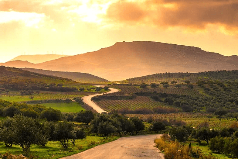 Binlerce Yıllık Miras: Zeytin ve Zeytinyağı