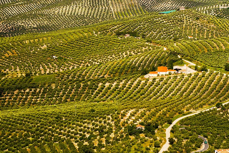 Binlerce Yıllık Miras: Zeytin ve Zeytinyağı